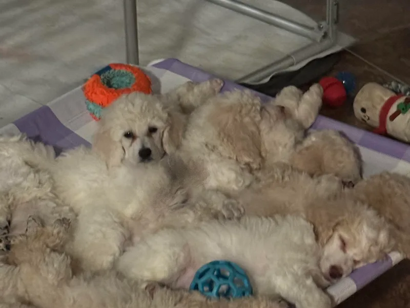 Burnt Pines Standard Poodles