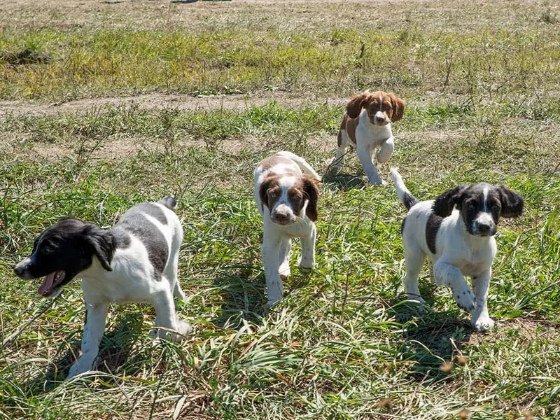 Burrdog Springers