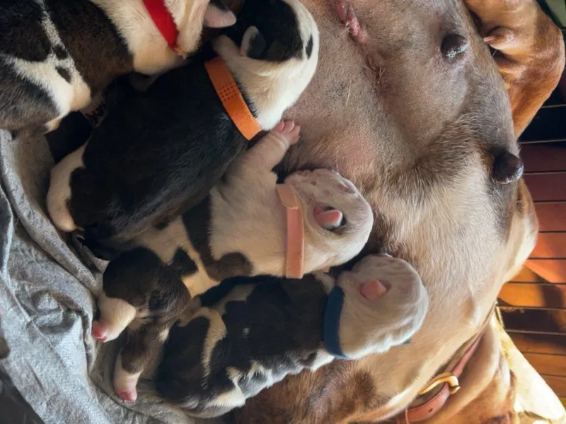 Burrell’s Bulldog Kingdom
