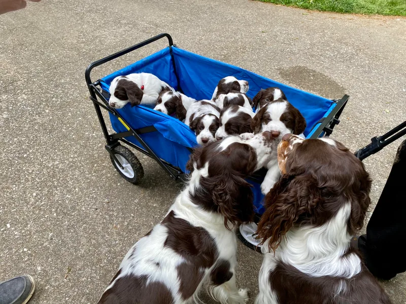 Burton English Springer Spaniels