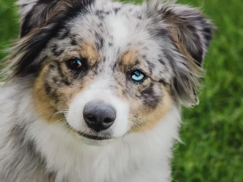 Burton's Mini American Shepherds