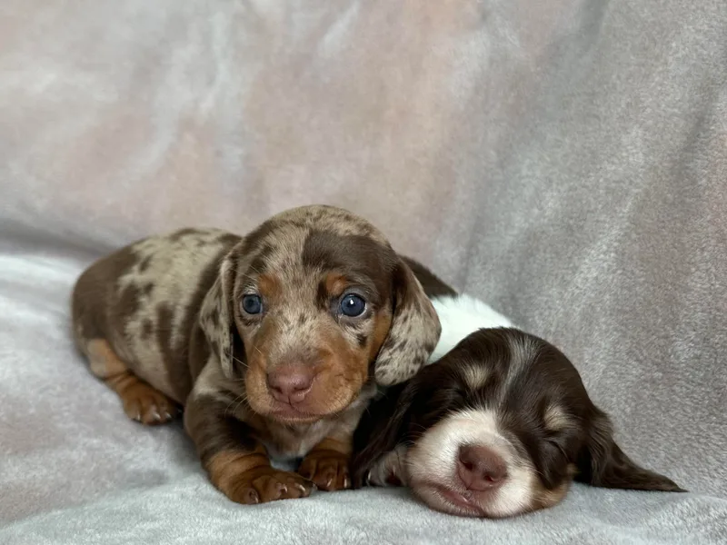 Burton's Mini Dachshunds