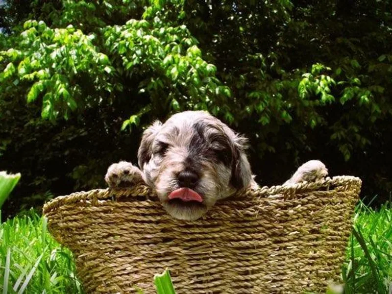 Burton's Precious Doodles