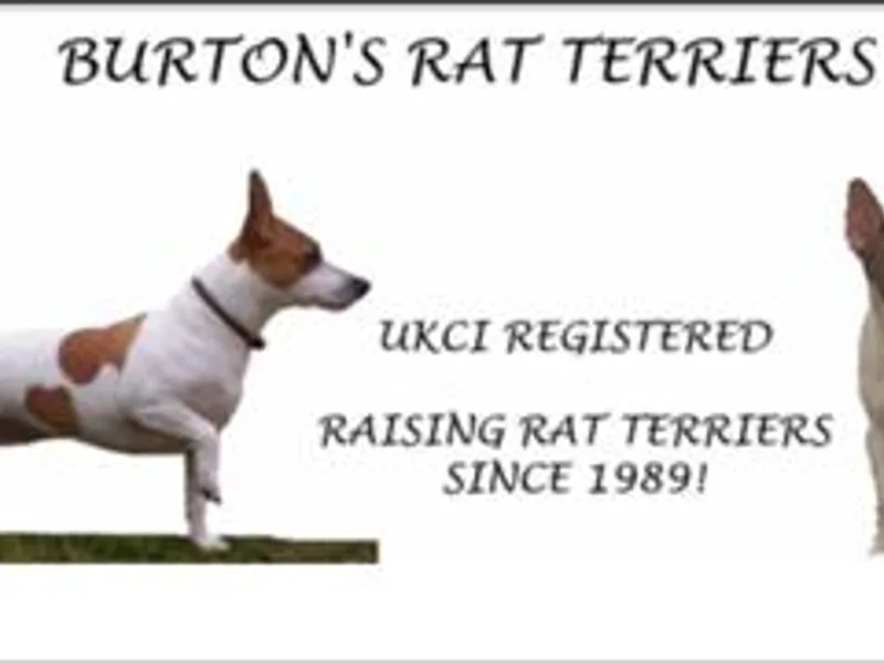 Burton's Rat Terriers
