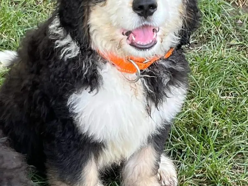 Busacker Berner Babies