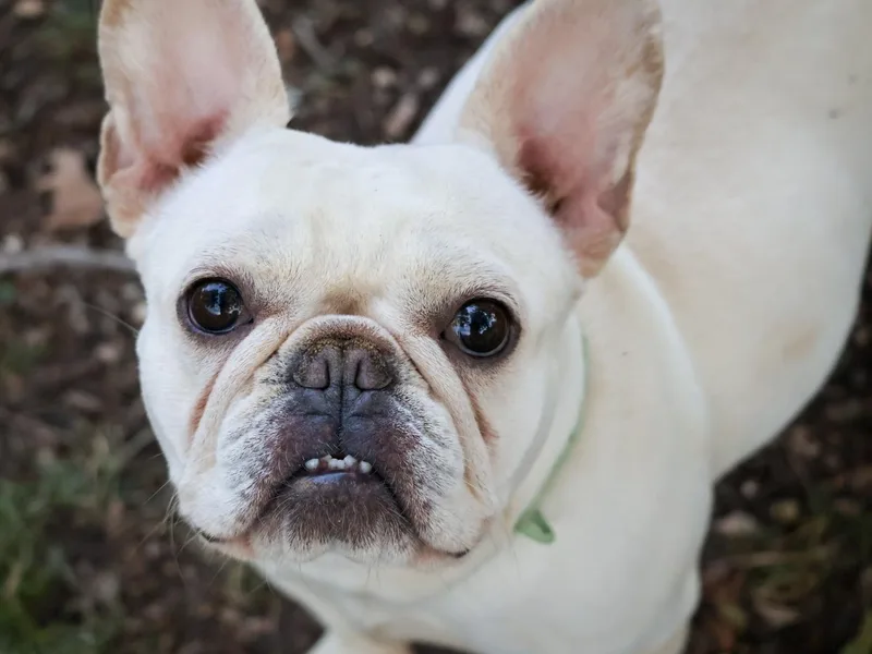 BuschBabyBulldogs