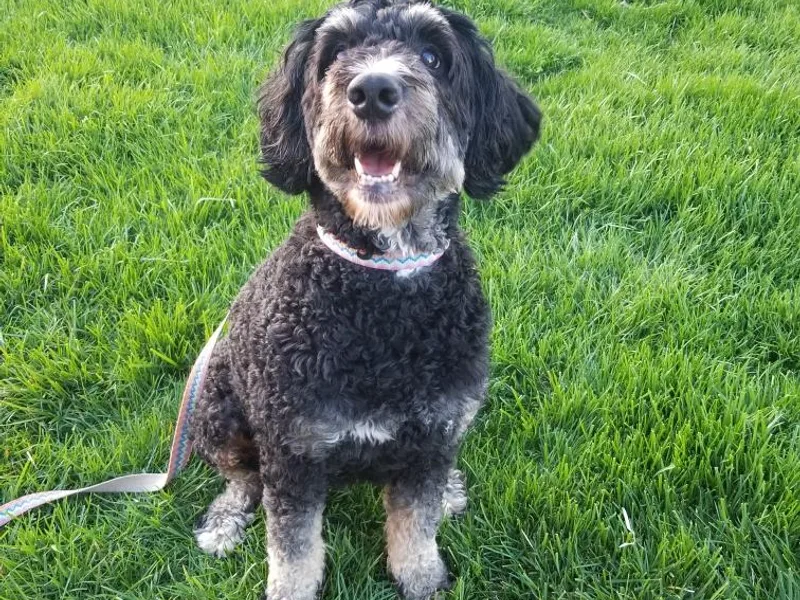 Buschur Bernedoodles