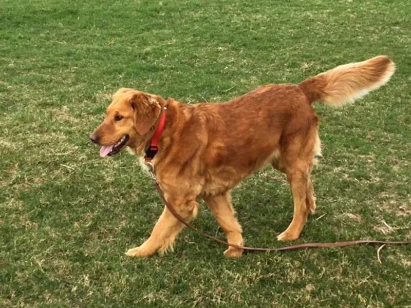 Buschur’s Dream Goldens