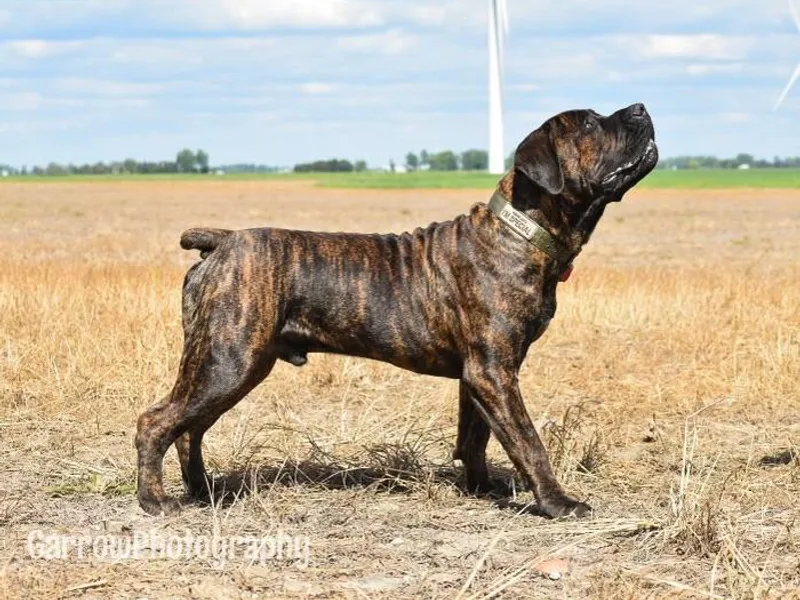 Bushido Boerboels