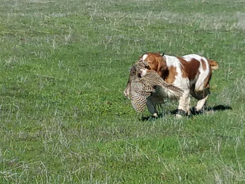 Buster Pointe Brittanys