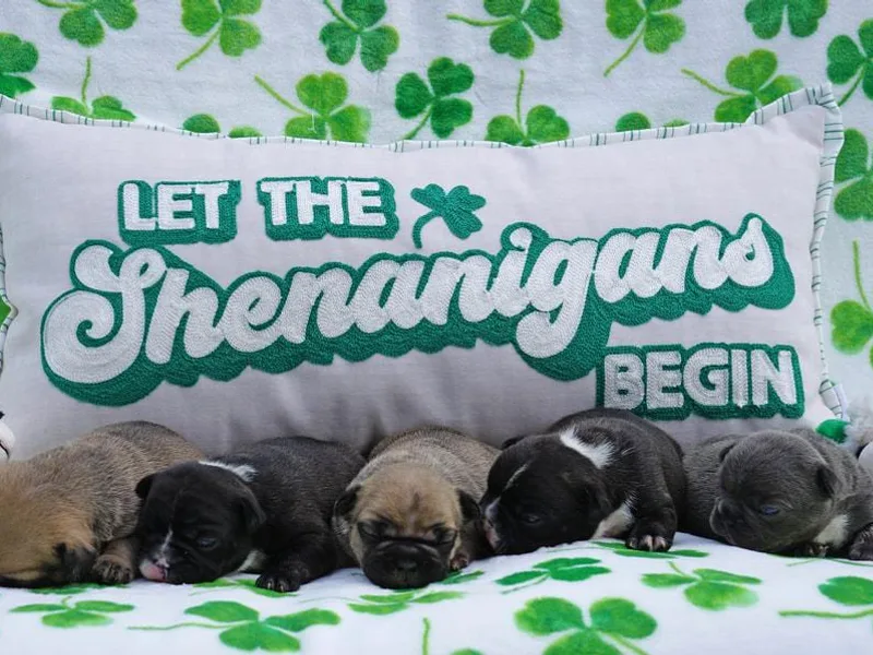 Busy Bee French Bulldogs