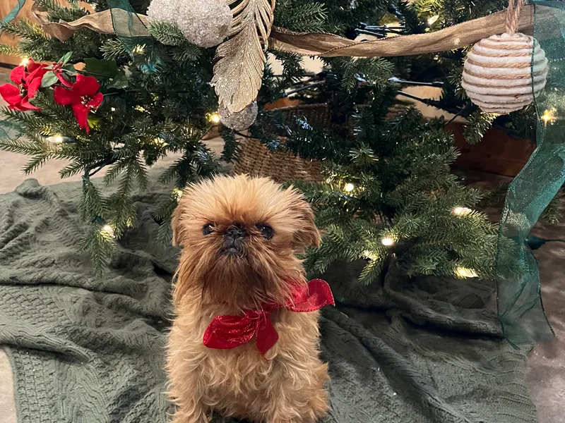 Butler Brussels Griffon