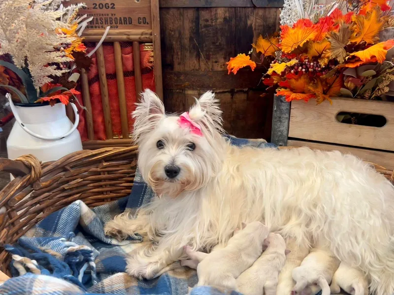 Butterfield's Westies
