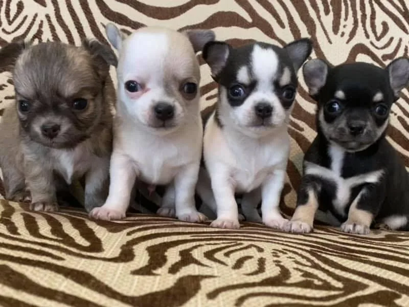 Butterfly Burrows Chihuahuas