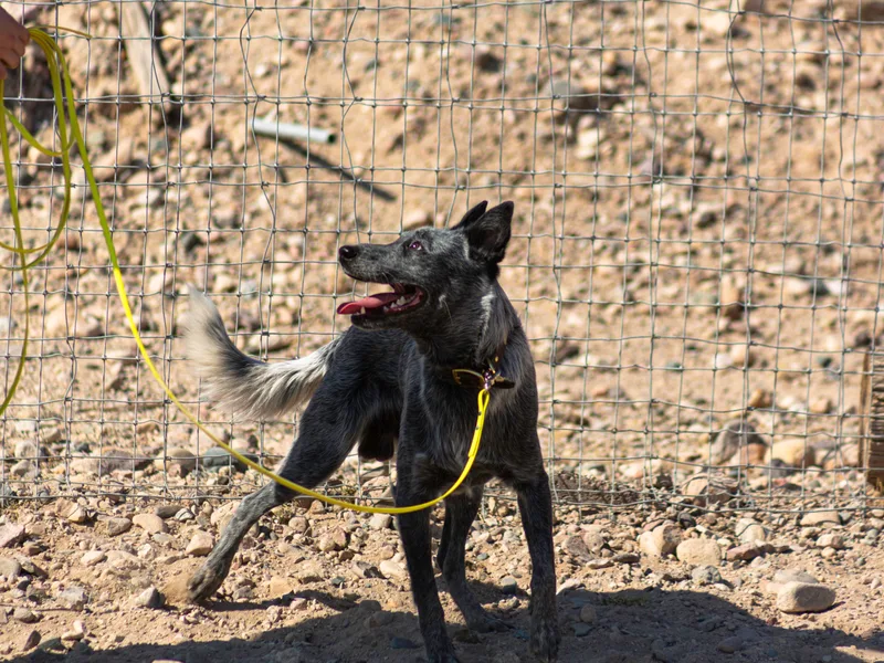 Butterfly Butte Australian Cattle Dogs