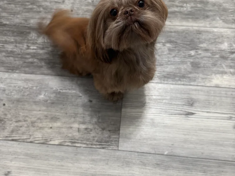 Butterfly Shih Tzu Pups