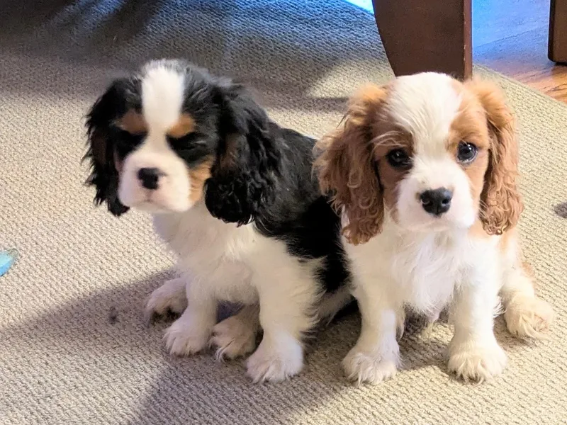 Buttin'Heads Cavaliers