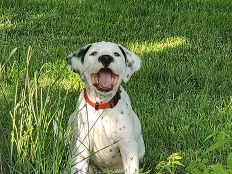 Buttonridge Dalmatians