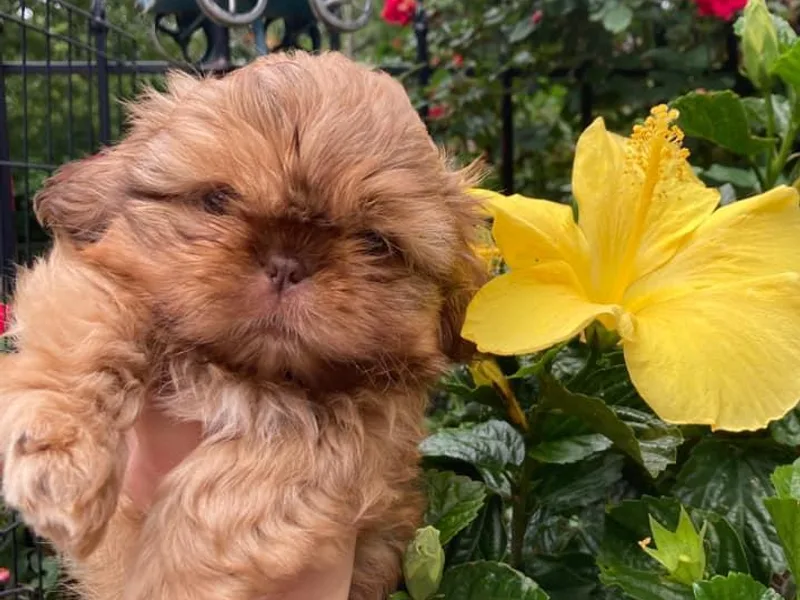 Buttons and Bows AKC Shih Tzu’s