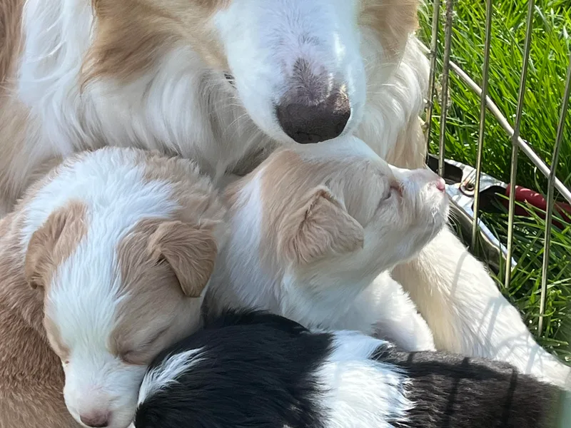 Buttonwillows Farm Border Collies
