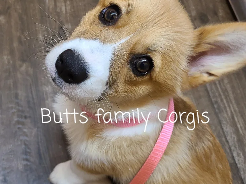 Butts Family Corgis