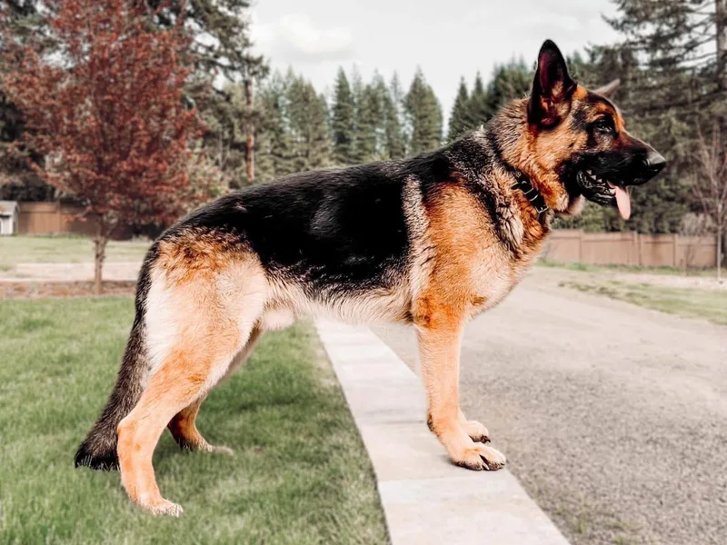 Buxton Oregon Shepherds
