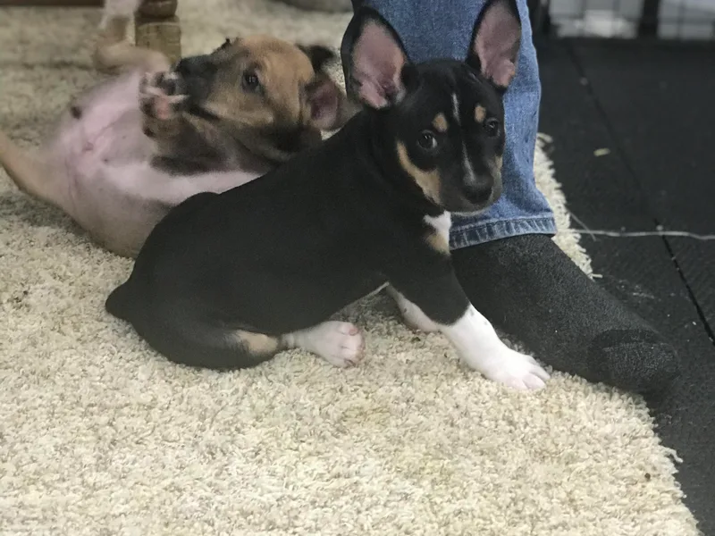 Buzablu Rat Terriers