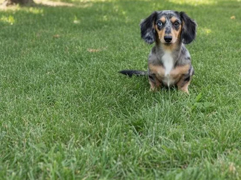 Buzzard Creek  Kennels