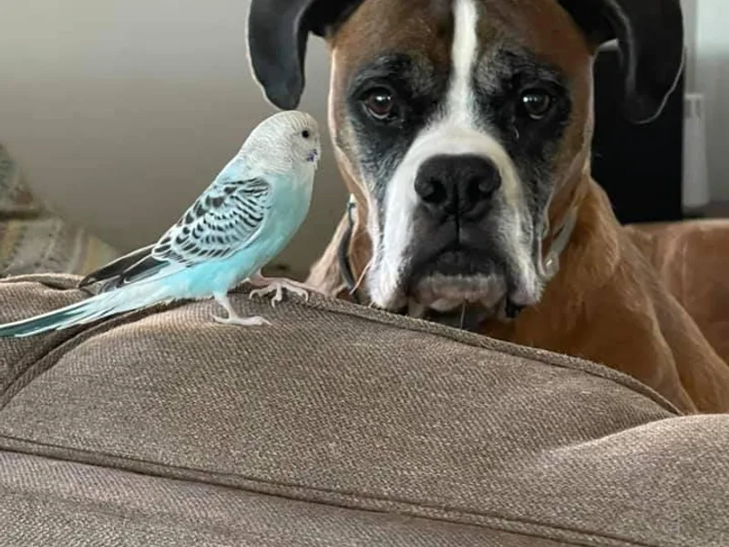 Buzzard's Bay Boxers