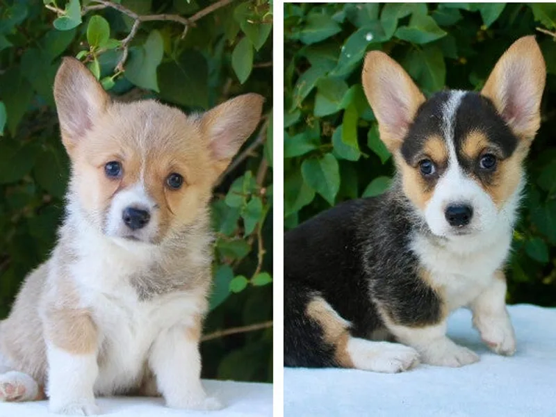 BW Corgis
