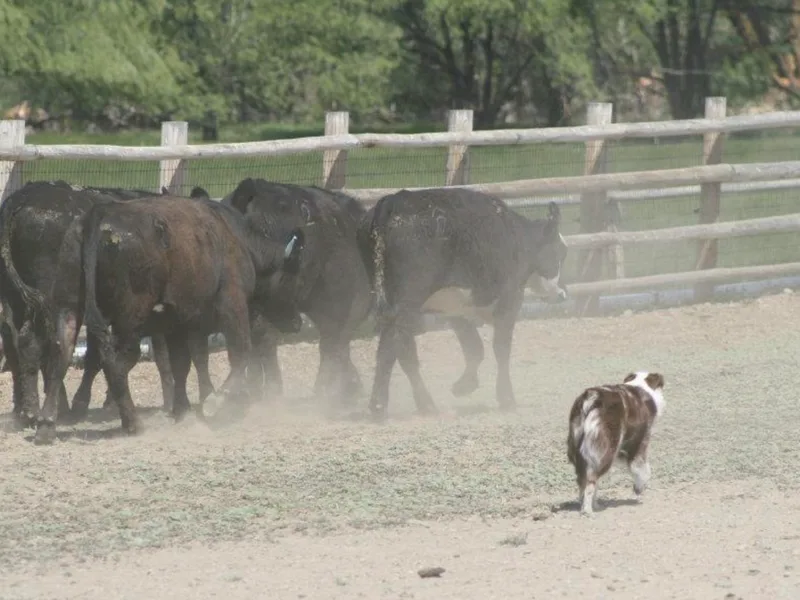 BWild Australian Shepherds