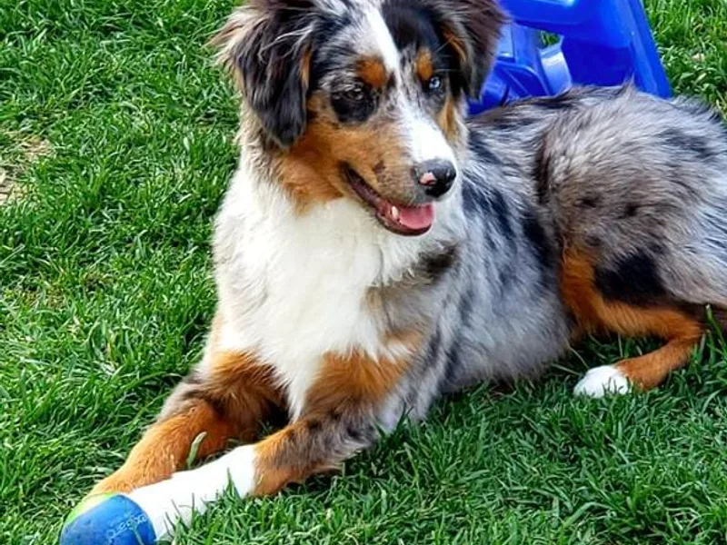 By Good Grace Miniature American Shepherds