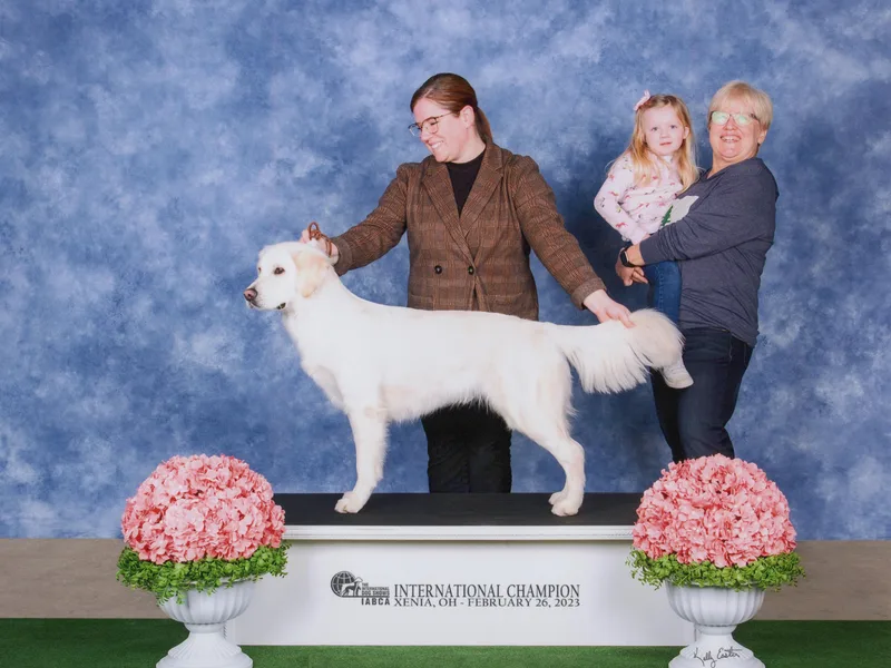 By Grace Golden Retrievers