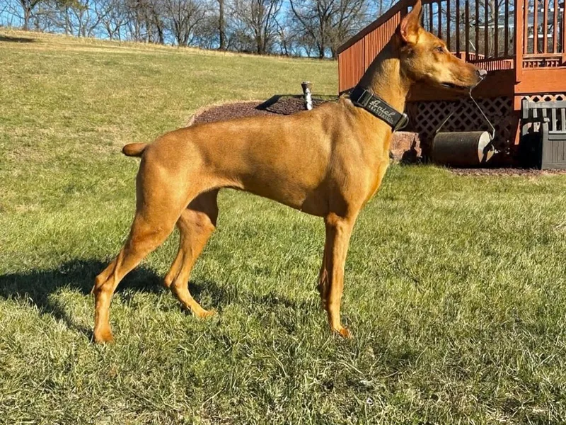 By My Side Germans Shepherds &amp; Dobermans