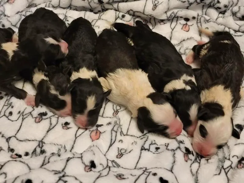 By Well Kennels