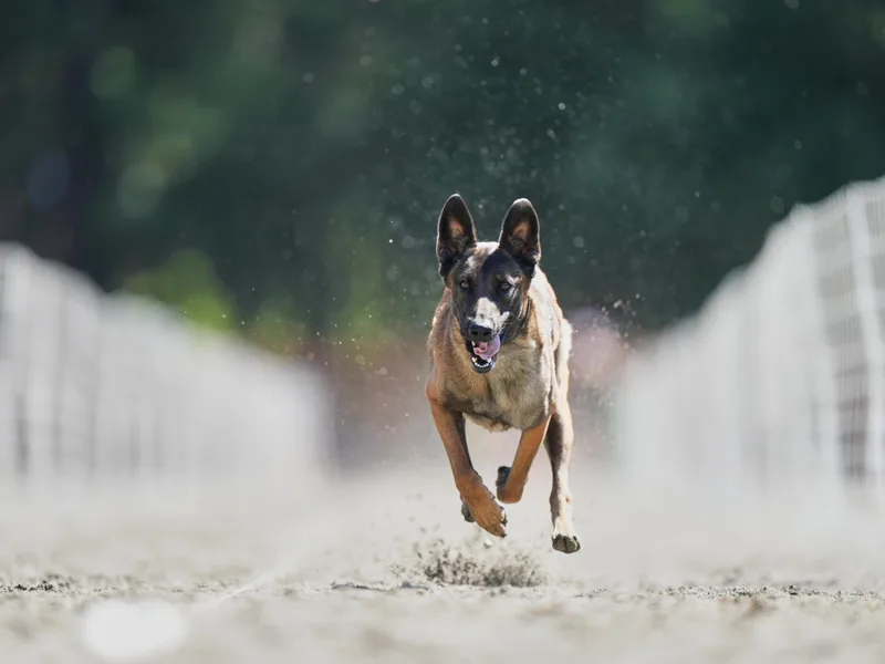 By Your Side Canines