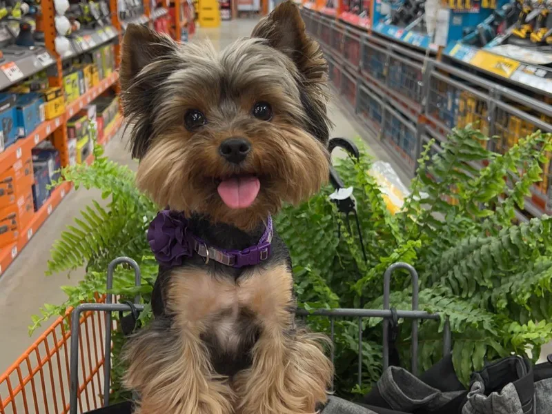 Byerly's Beautiful Yorkies