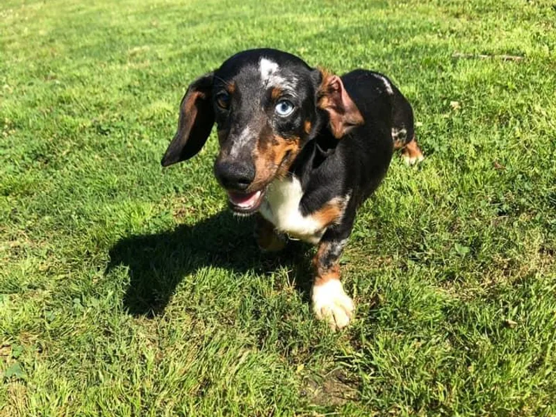 C &amp; B Little Paws