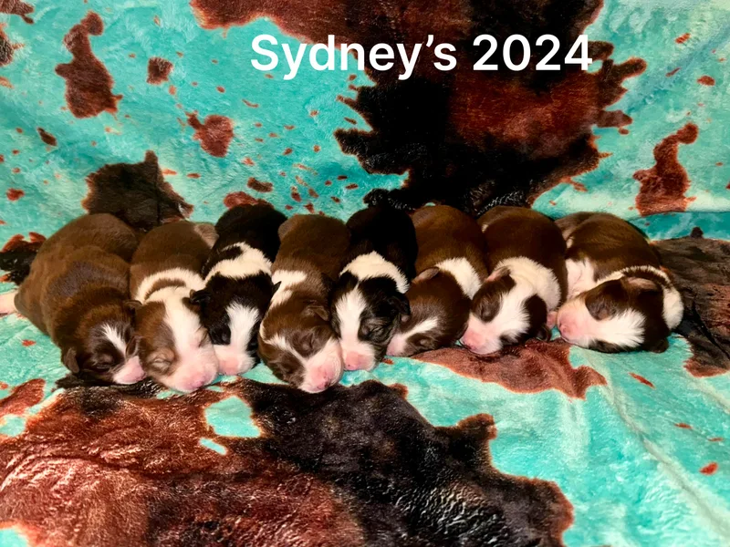 C&amp;C Border Collies