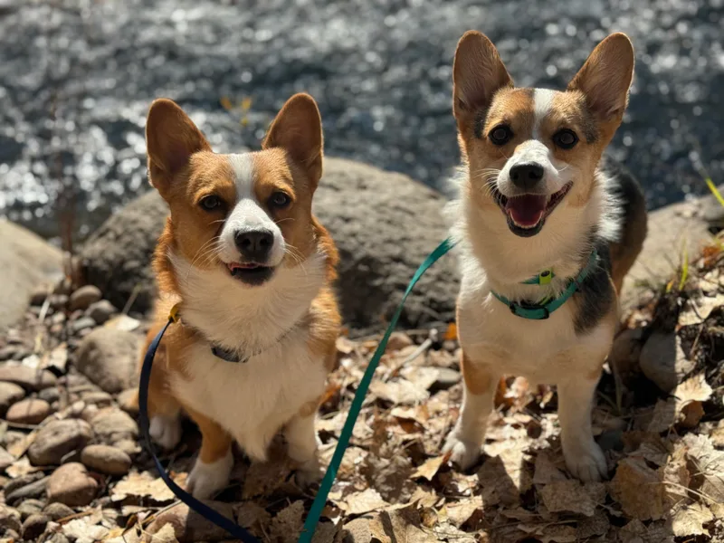 C &amp; C Colorado Corgis