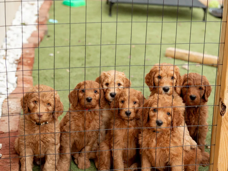 C&amp;C Goldendoodles