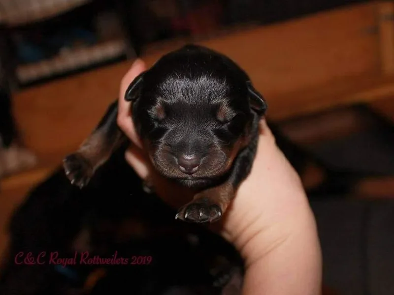 C&amp;C Royal Rottweilers