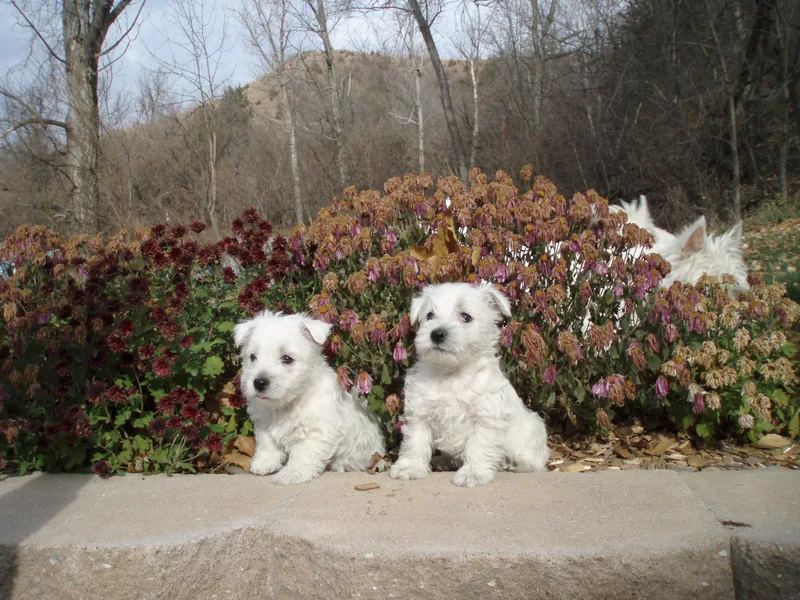 C&amp;C Westies