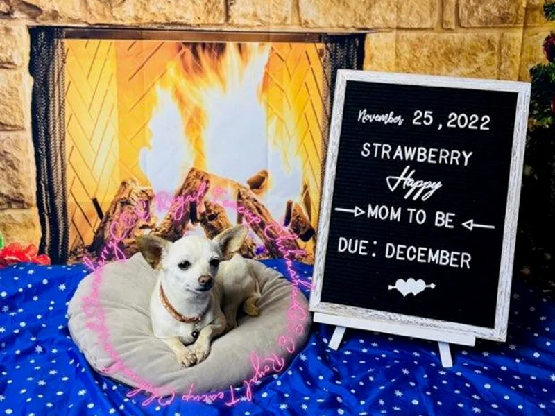 C&amp;E Royal Shih Tzu