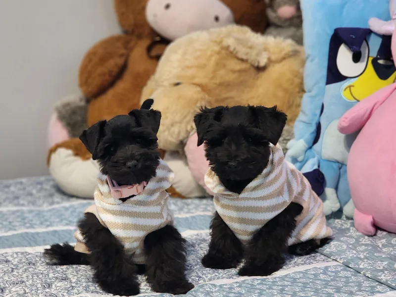 C&amp;E'S Schnauzers