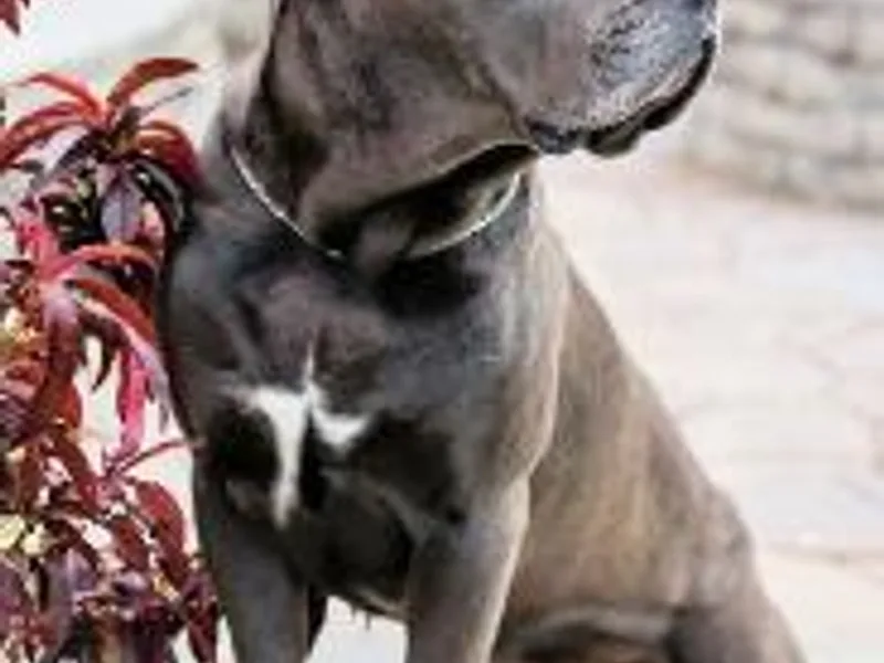 C&amp;I Elite Cane Corso