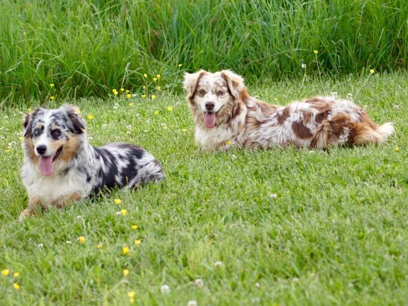 C&amp;J Australian Shepherds