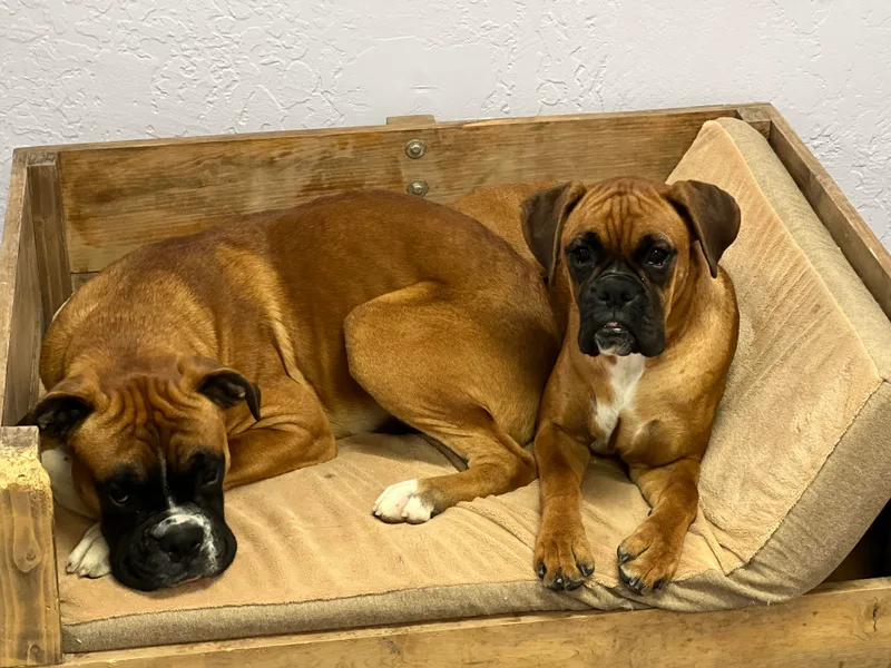 C&amp;J European Boxers