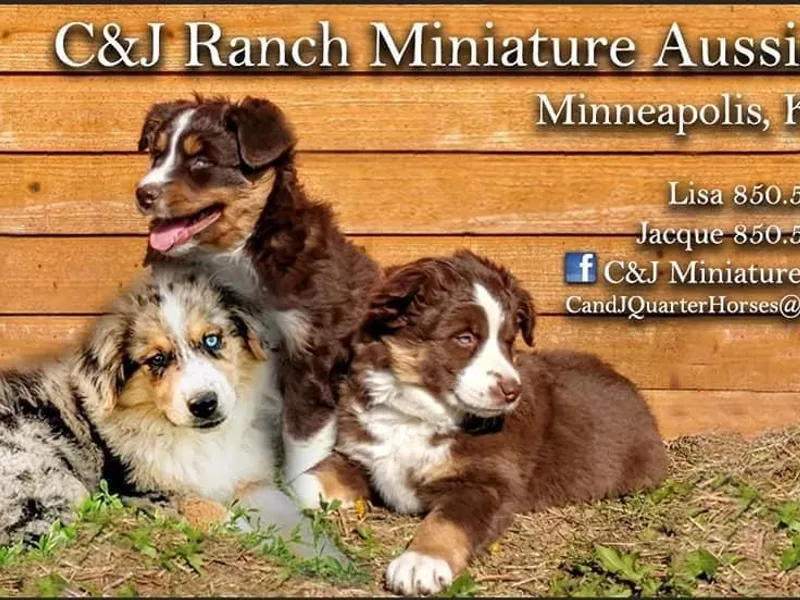 C&amp;J Miniature Aussies