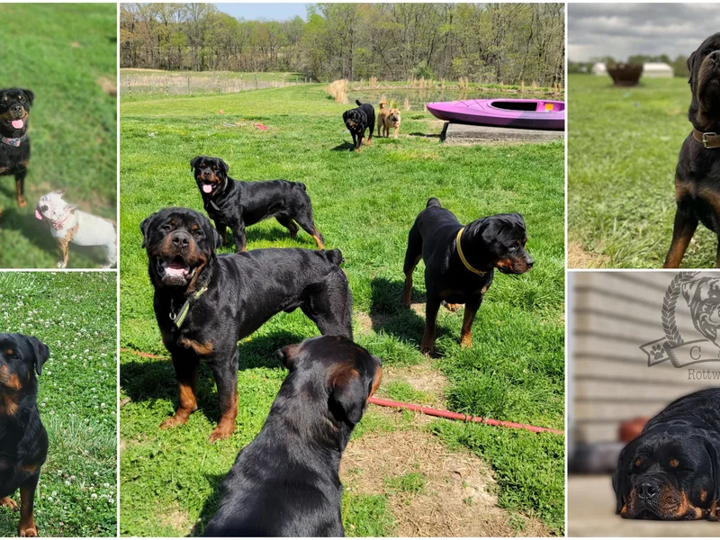 C &amp; J Rottweilers